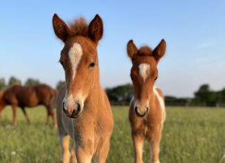 Fohlenreise Pferdestammbuch Schleswig-Holstein