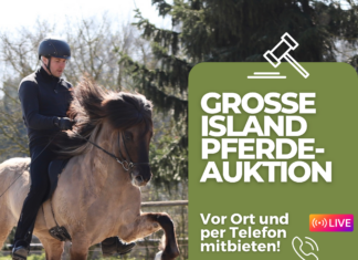 Große Islandpferde-Auktion am Samstag 14.10. auf Norderheide!