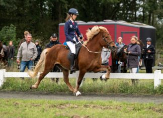 Qualitag auf Gestüt Heesberg