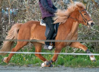 Rennpasstraining mit Ómar Ingi Ómarsson