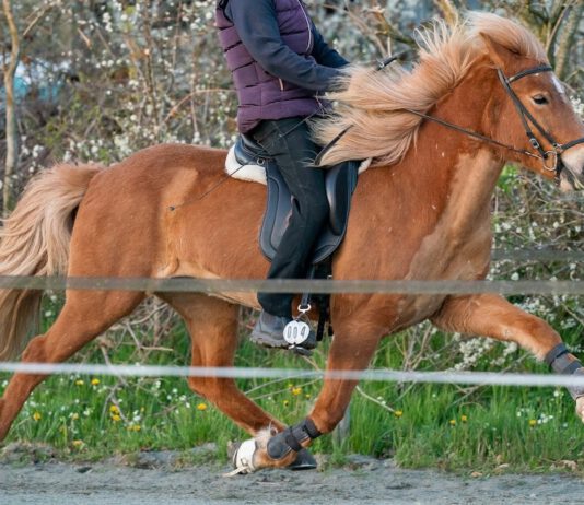 Rennpasstraining mit Ómar Ingi Ómarsson