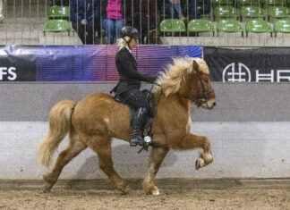 Viking Masters Finale in Münster
