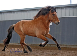 Jungpferdematerialprüfung Tremsbüttel 2024