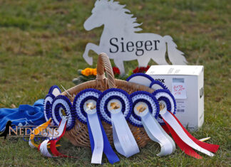 Online-Themenabend: Kommt mit aufs Turnier!