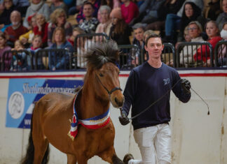 Gesamtergebnis der Hengstkörung Neumünster 2024