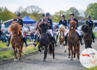 Spitzensport auf Hengste Nord MEM Sichtung