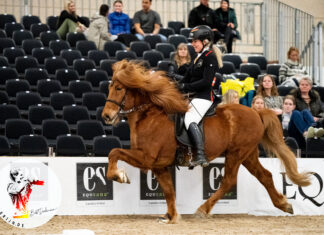 Icehorse Festival Vorentscheidungen