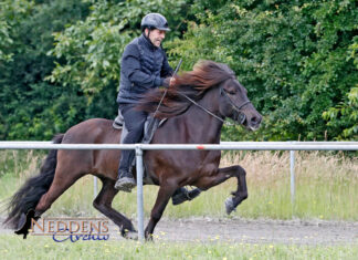 Erfolge für NORD-Züchter auf der FIZO Lingen