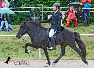 DIM – Samstag: Tölt unter Tropfen