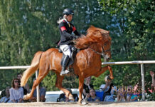 Interview mit Lilja Thordarson