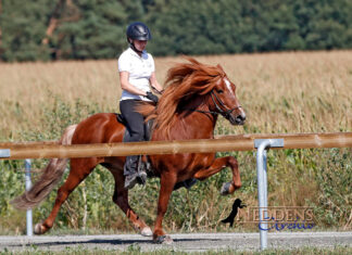 Sonnige FIZO auf dem Kronshof in Ellringen