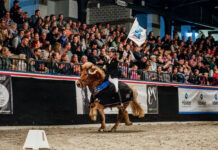 Holstenhallen 2026 : Körung, Züchterversammlung, Sport!
