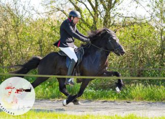 Starker Auftakt beim Hengste Nord 2025