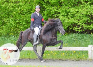 Glanzleistungen auf Hengste Nord