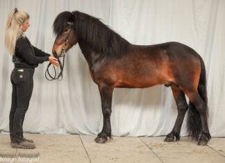 Erfolge für norddeutsche Züchter in Verden