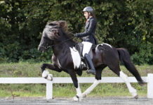 Josefin þorgeirsson – Galsi vom Maischeiderland