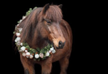 Weihnachtsshooting-Rabatt-Aktion