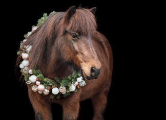 Weihnachtsshooting-Rabatt-Aktion