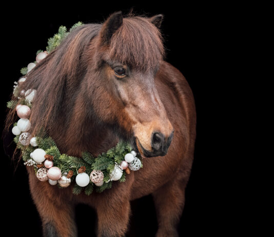 Weihnachtsshooting-Rabatt-Aktion