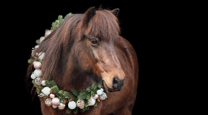 Weihnachtsshooting-Rabatt-Aktion