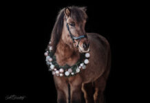 Unser Weihnachts- und Neujahrsgruß an euch