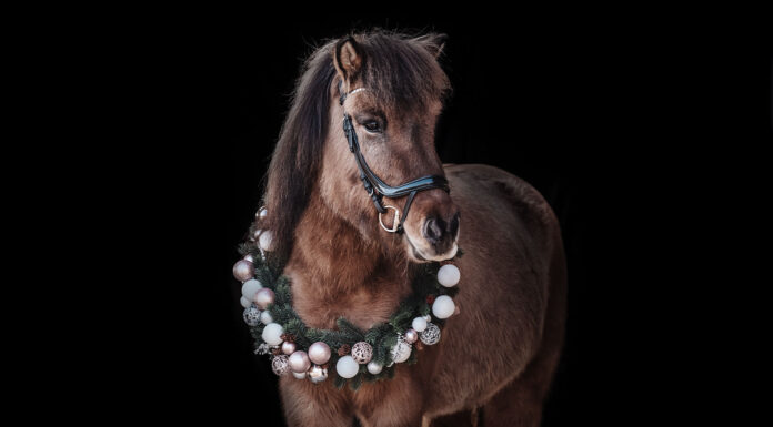 Unser Weihnachts- und Neujahrsgruß an euch