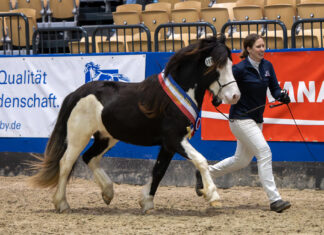 Körungssieger Neumünster 2026
