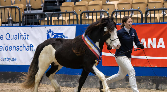 Körungssieger Neumünster 2026