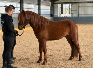 Jungpferdematerialprüfung Tremsbüttel
