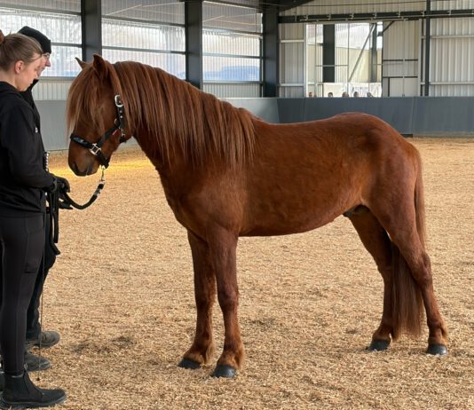 Jungpferdematerialprüfung Tremsbüttel