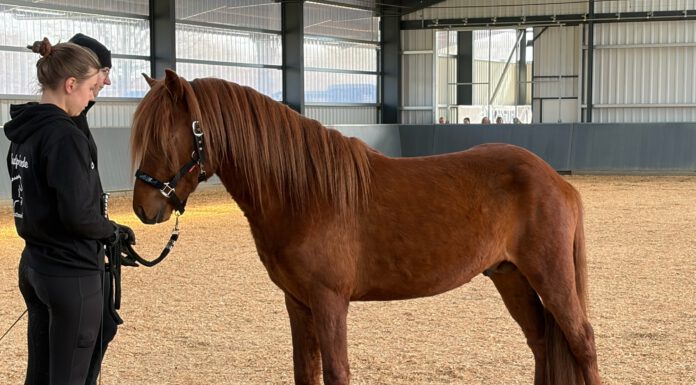 Jungpferdematerialprüfung Tremsbüttel