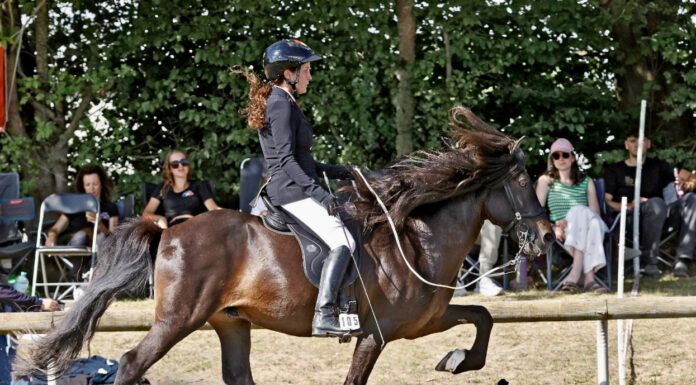 MEM: Starker Norden in der T2, Bronze in der YR-Kombi